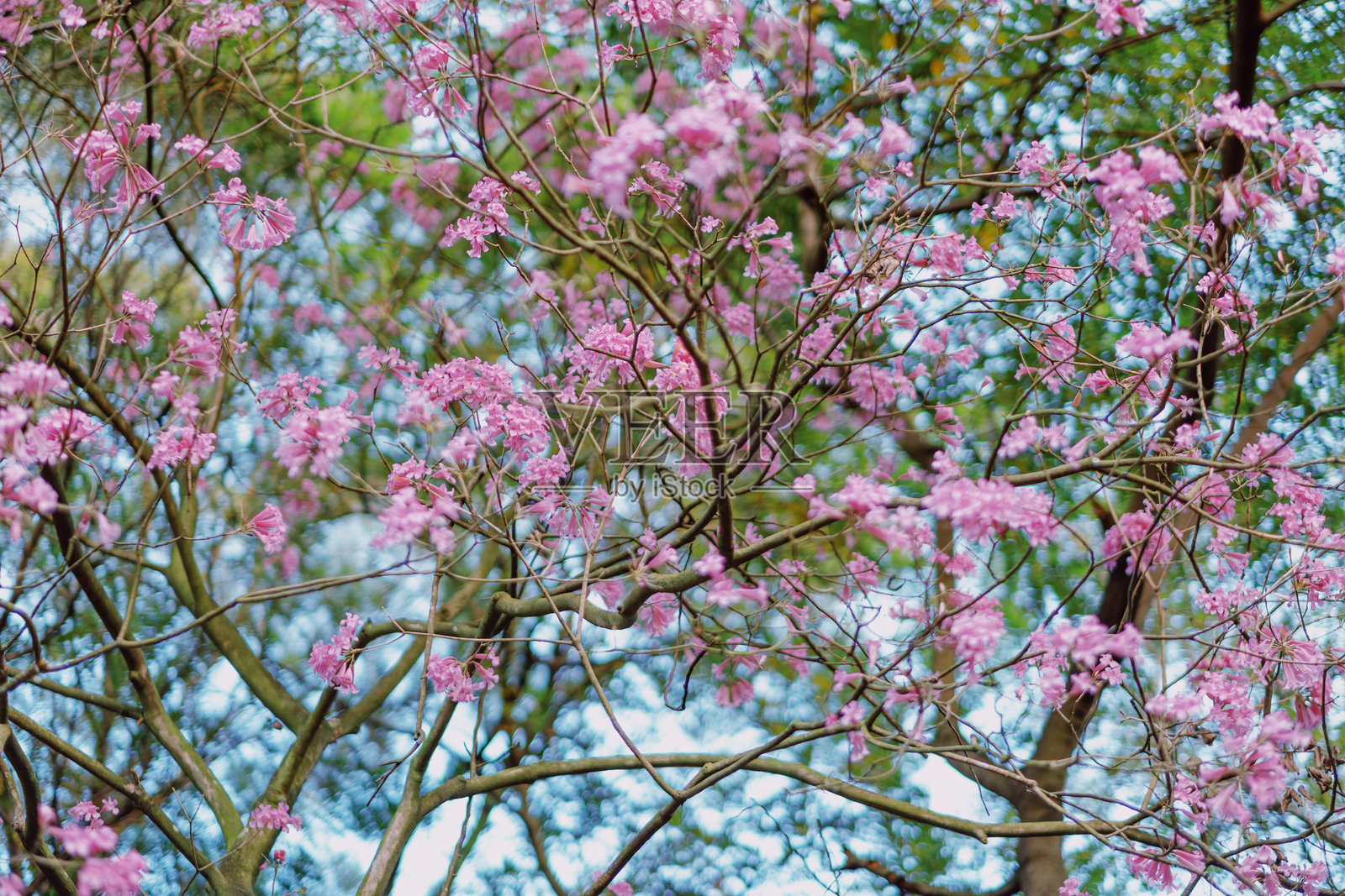 Handroanthus impetiginosus照片摄影图片