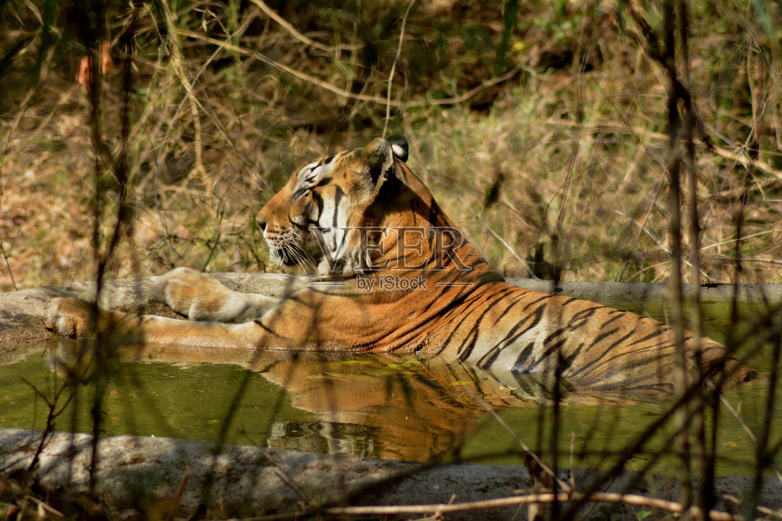 池塘中的老虎照片摄影图片