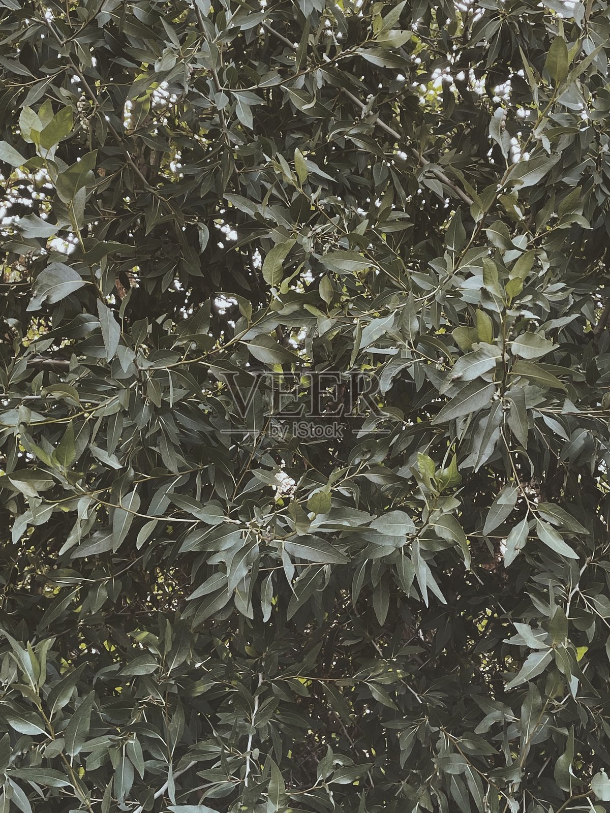 夏季的绿意照片摄影图片