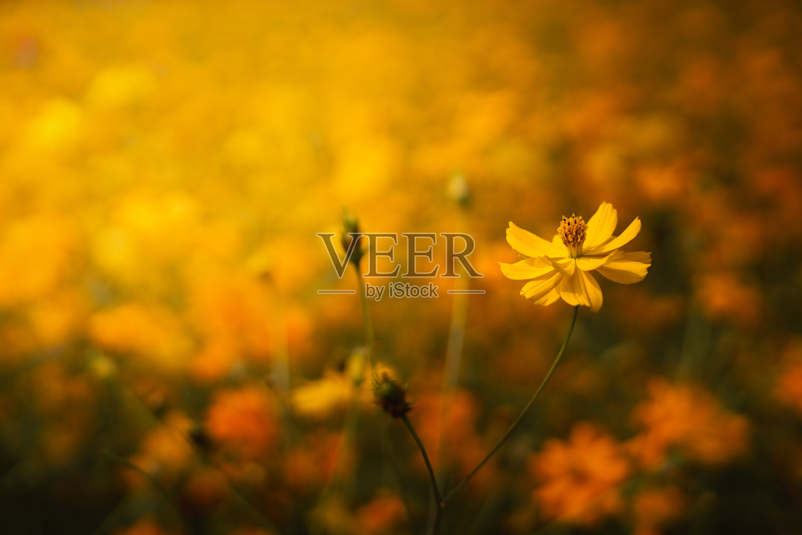 夏天的黄色花朵，黄色花朵背景照片摄影图片