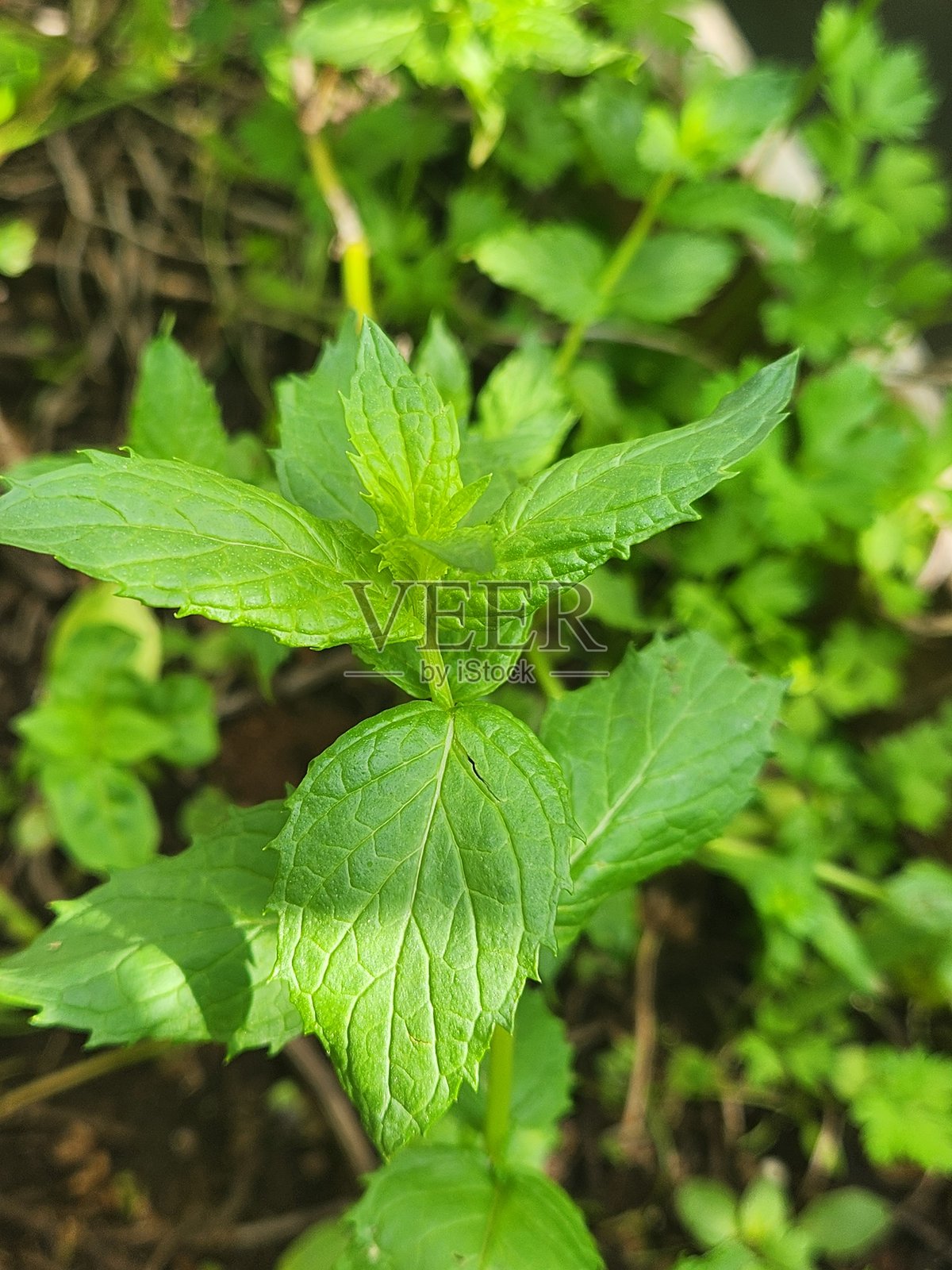 薄荷（Mentha spicata）是一种多年生植物，喜欢排水良好的土壤和阳光充足的地方。其叶子应在早晨采摘，此时精油浓度最高，以获得最佳的风味和香气。照片摄影图片