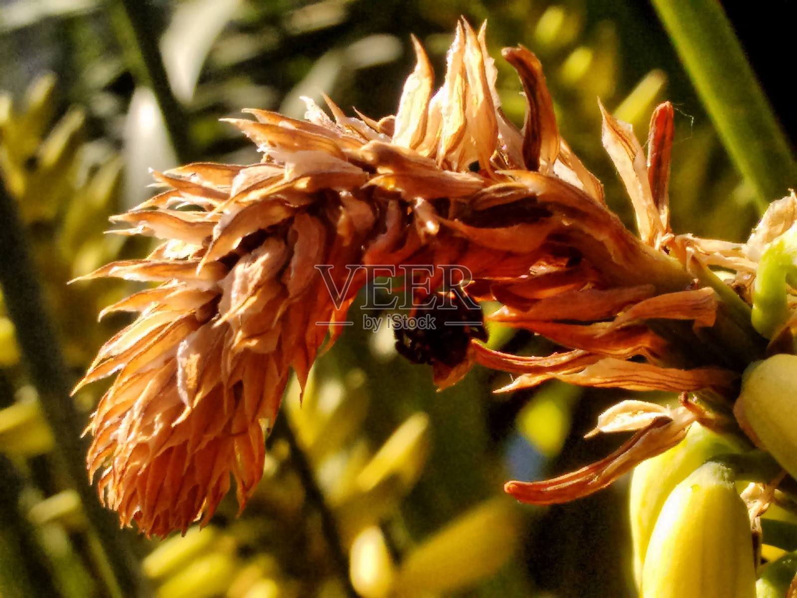 在芦荟花上，伊拉普阿蜜蜂显得格外突出，迅速穿梭于花序之间。它与花朵的互动对蜜汁的采集至关重要，但可能通过主导植物而对授粉者的多样性造成伤害。照片摄影图片