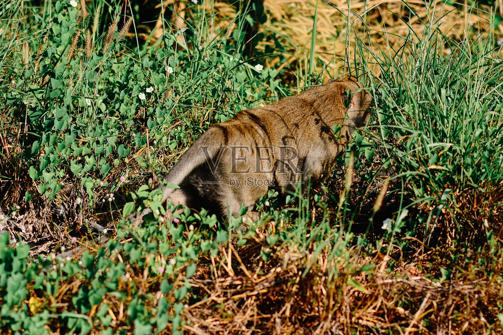 愤怒的泰国猴子照片摄影图片