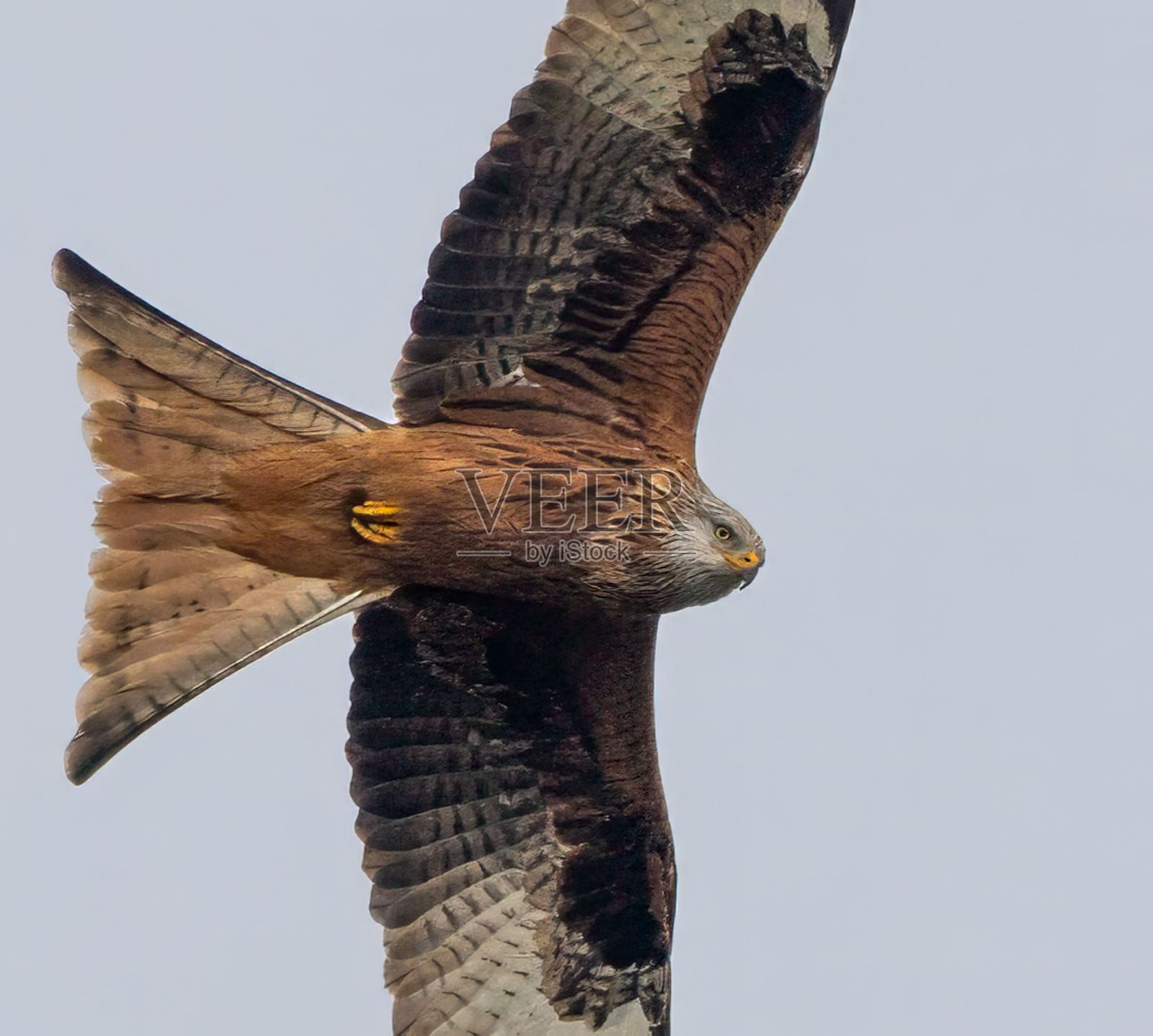雄伟的红鸢在晴朗的天空中翱翔，展现出它的翼展特征照片摄影图片