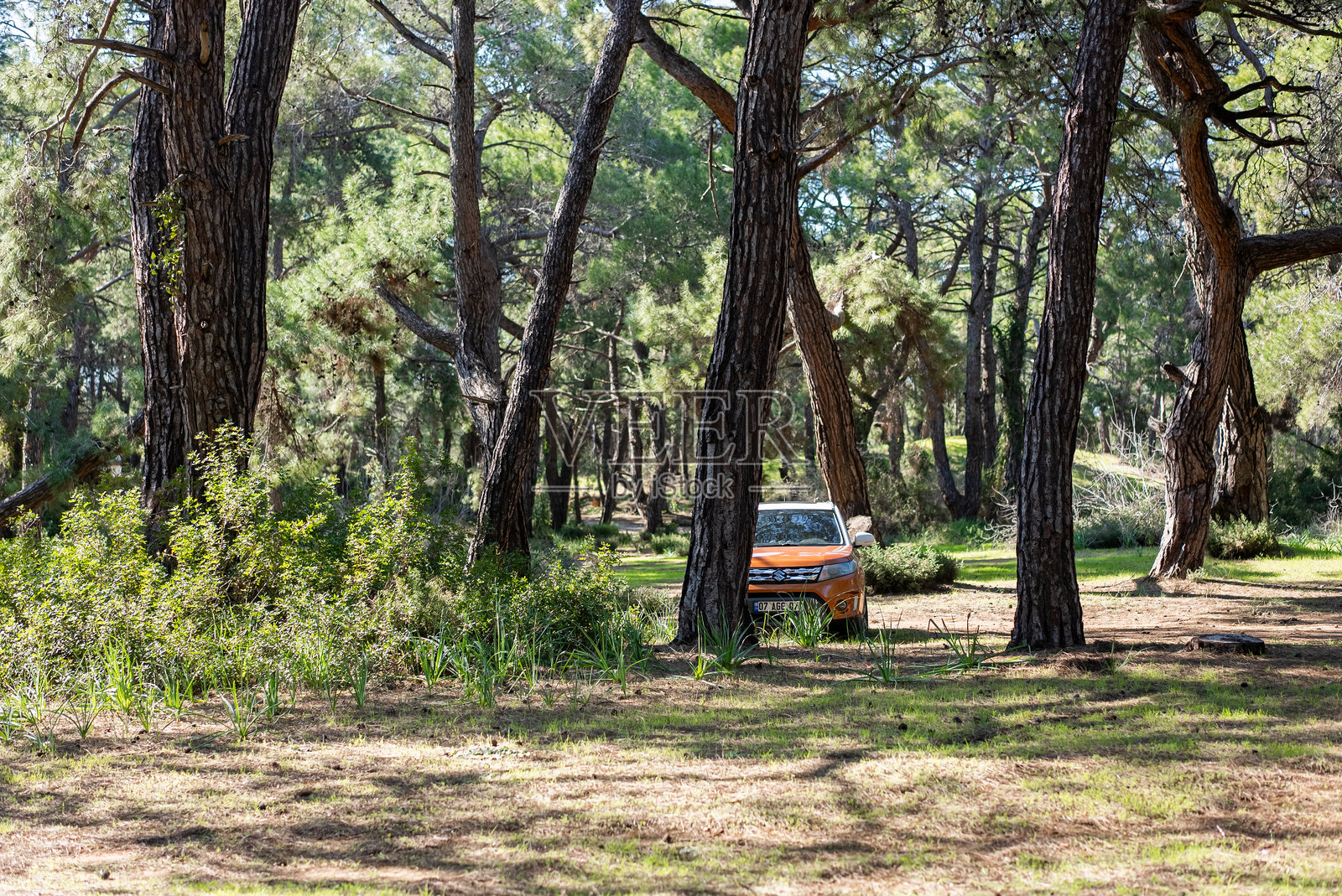 铃木维特拉停在松树林中露营照片摄影图片