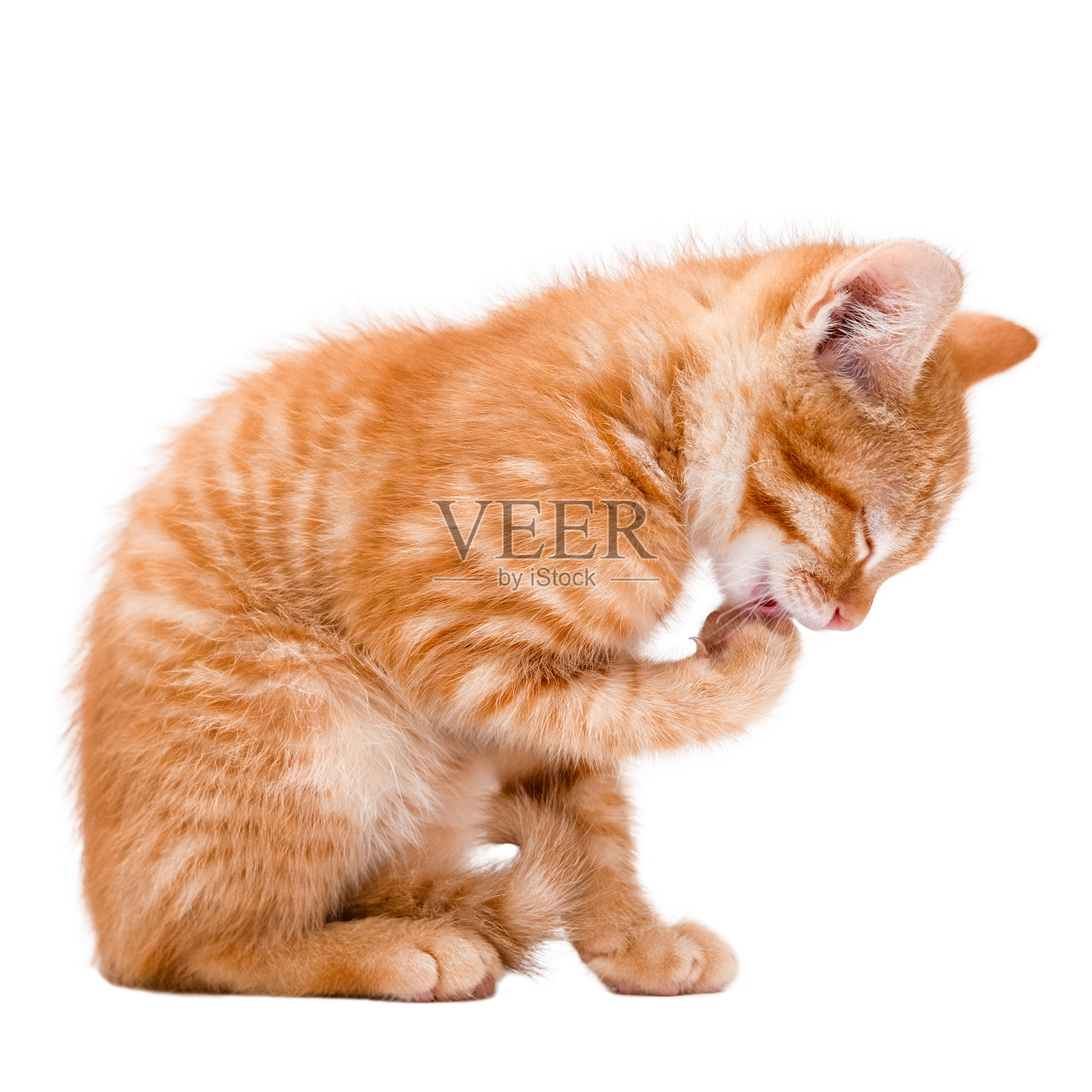 可爱的红色小猫在白色背景上孤立。照片摄影图片