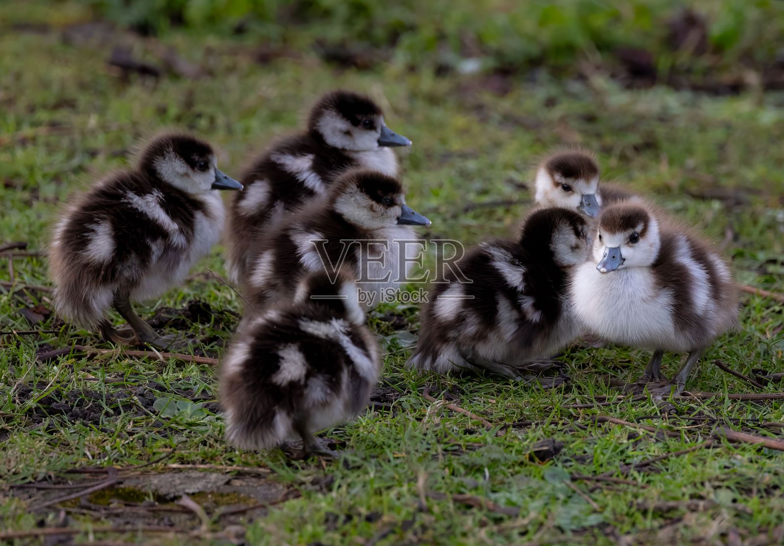 一群毛茸茸的小鸭子在绿色草地上，展现出它们可爱的特征，置身于自然环境中。照片摄影图片