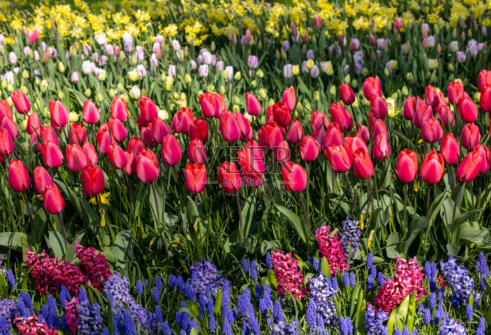 五彩缤纷的郁金香和风信子在花园中盛开照片摄影图片