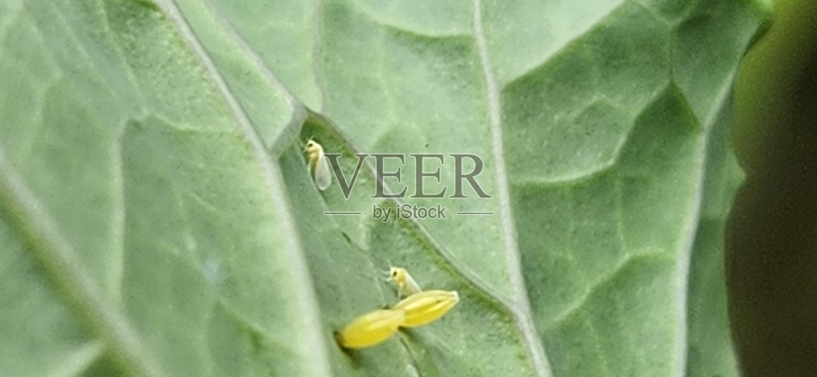 白蝴蝶（Aleyrodidae）和卷心菜蝶卵（Ascia monuste）在卷心菜叶（Brassica oleracea）上的存在会导致明显的损害，如黄色斑点和枯萎。照片摄影图片