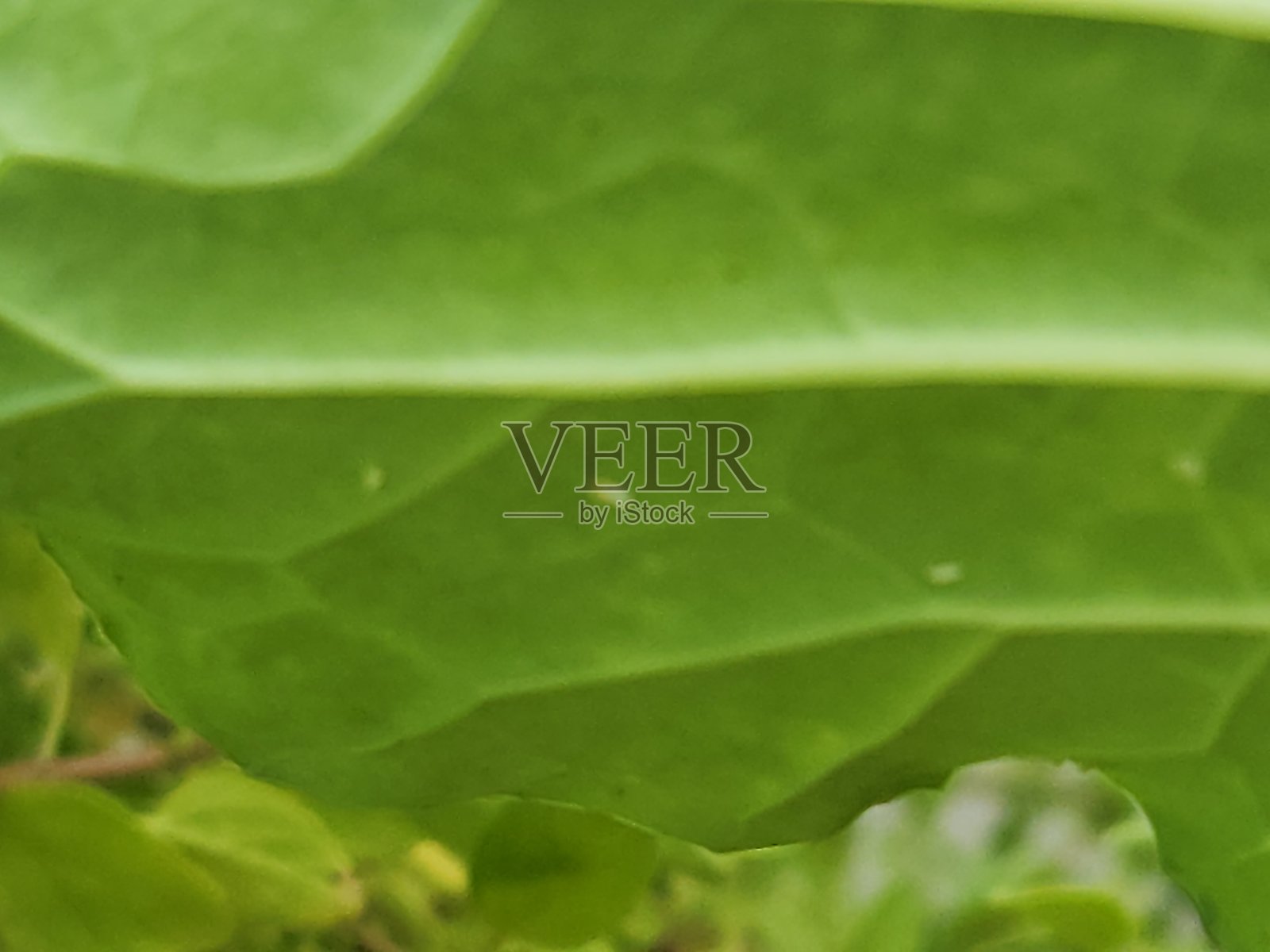 白粉虱对卷心菜叶子的侵扰可能导致显著的经济损失，因此需要有效的管理措施以减少对农业生产的损害。照片摄影图片