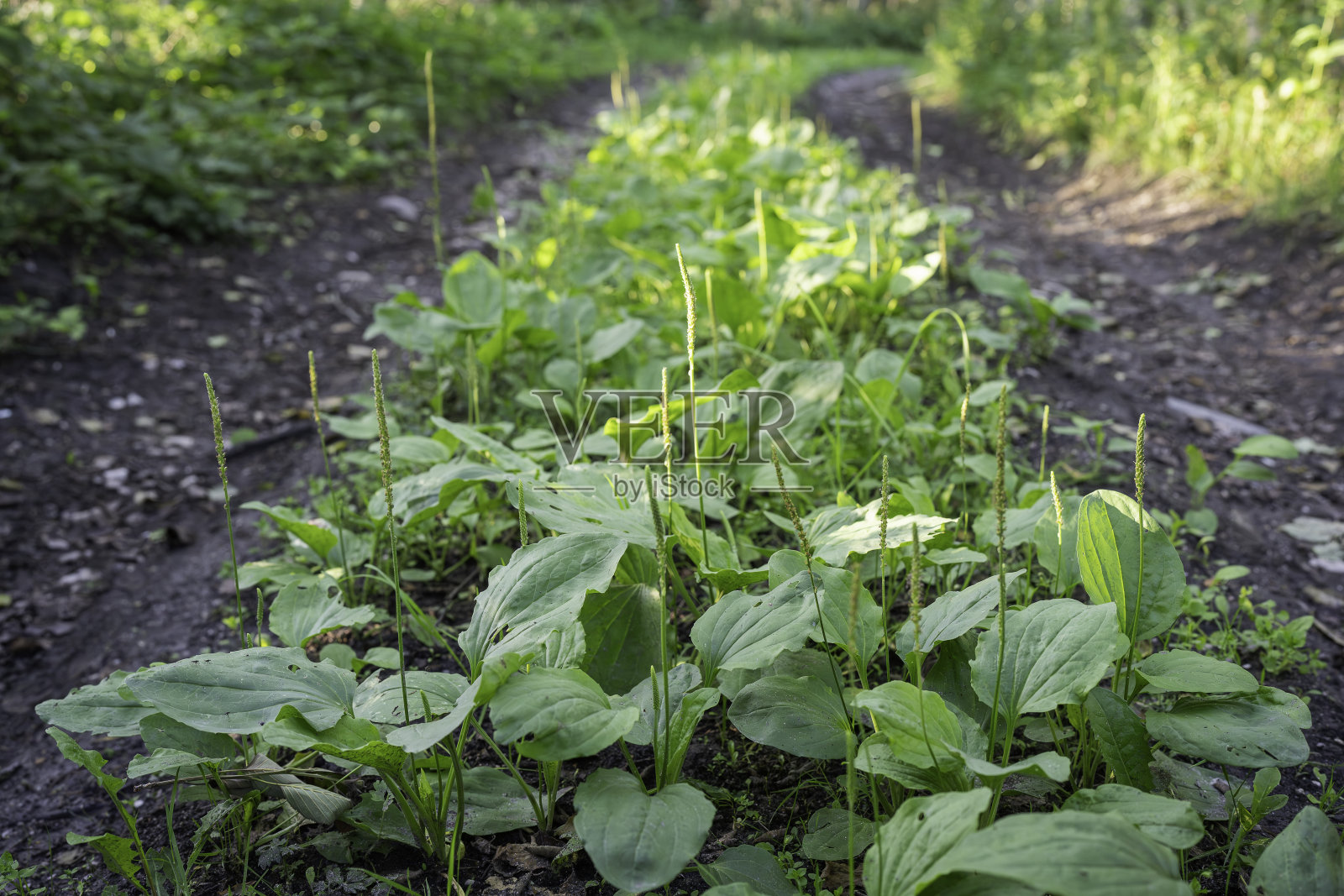 大车前草（Plantago major）在乡间小路上生长。照片摄影图片