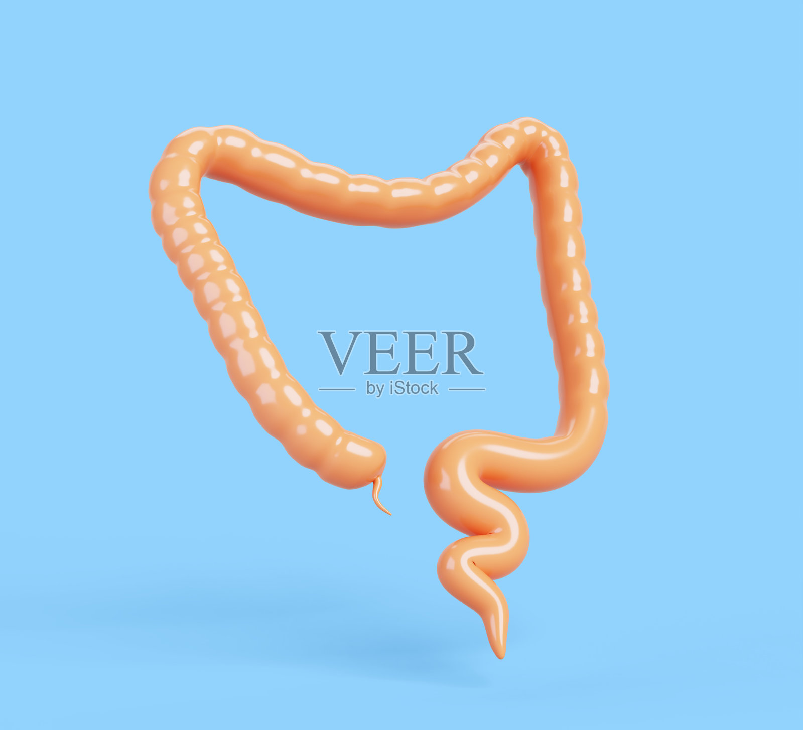 人类结肠3D渲染图标。卡通消化系统内部器官。医学、健康和肛肠学概念。大肠，孤立的腹部解剖直肠。照片摄影图片