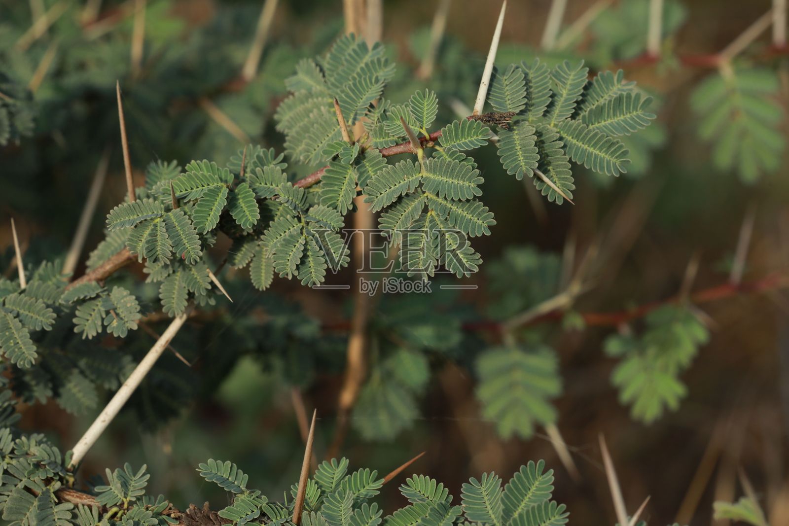 阿拉伯胶树叶子的特写，采用选择性对焦。照片摄影图片