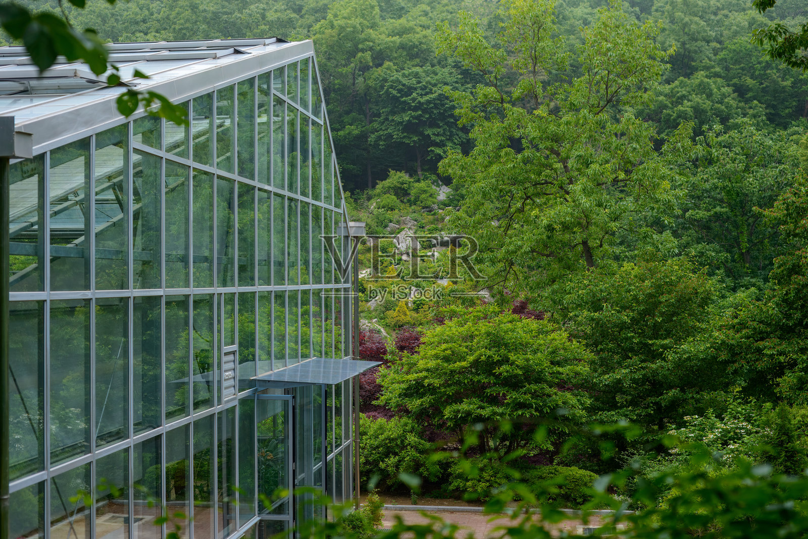 森林中的玻璃温室。照片摄影图片