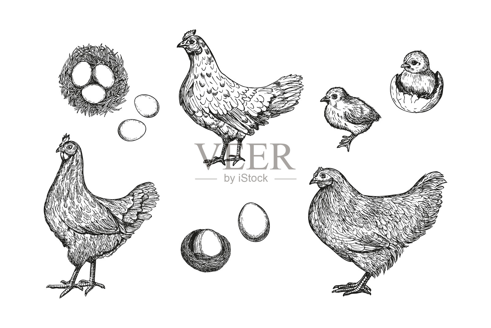 母鸡小鸡素描轮廓插图集。农场鸡的涂鸦绘画，采用雕刻风格。手绘矢量线条艺术剪贴画。插画图片素材