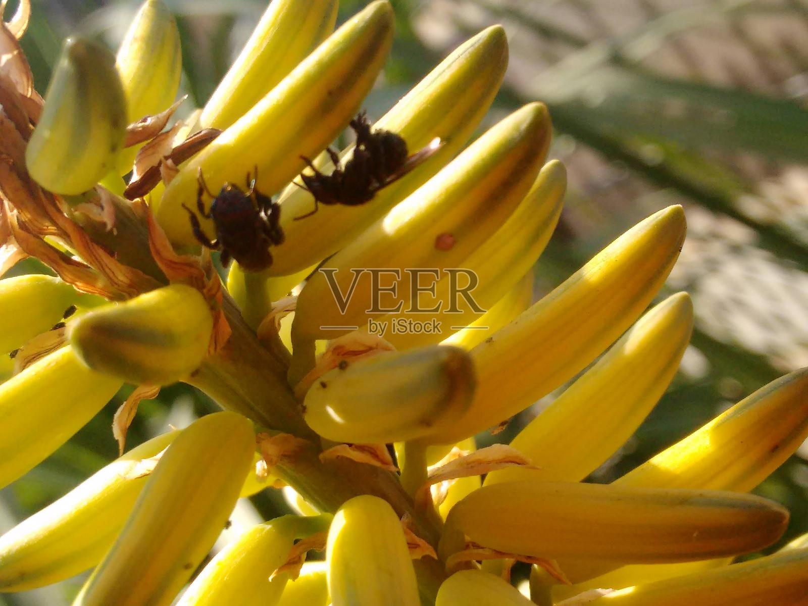 在芦荟的黄色花瓣间，伊拉普阿蜜蜂在寻找食物，利用其特化的舌头获取花蜜。这种授粉行为有助于植物物种的延续，展示了昆虫与植物之间复杂的关系。照片摄影图片