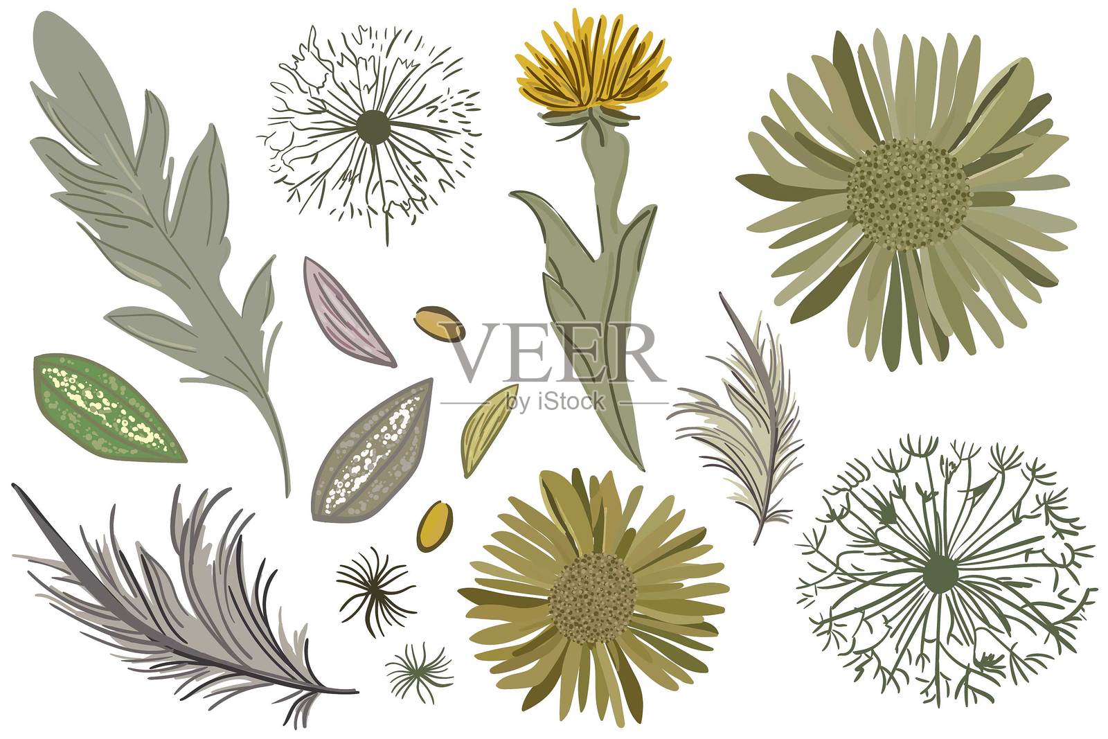 波西米亚极简风格的孤立花卉元素，包含蒲公英、菊花、羽毛和叶子，背景为白色，适用于面料和网页设计，色调柔和。插画图片素材