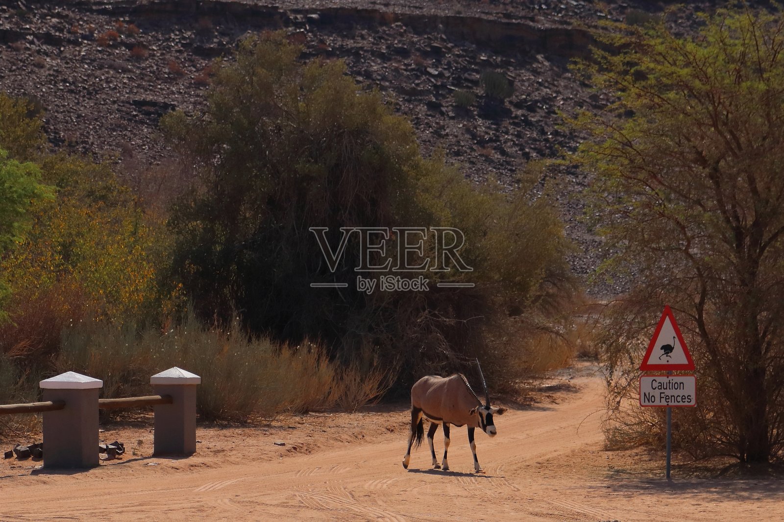 一只羚羊在尘土飞扬的道路上走向鱼河峡谷，经过一块野生动物警告标志，背景是干燥、崎岖的地形，稀疏的植被和岩石山丘。照片摄影图片