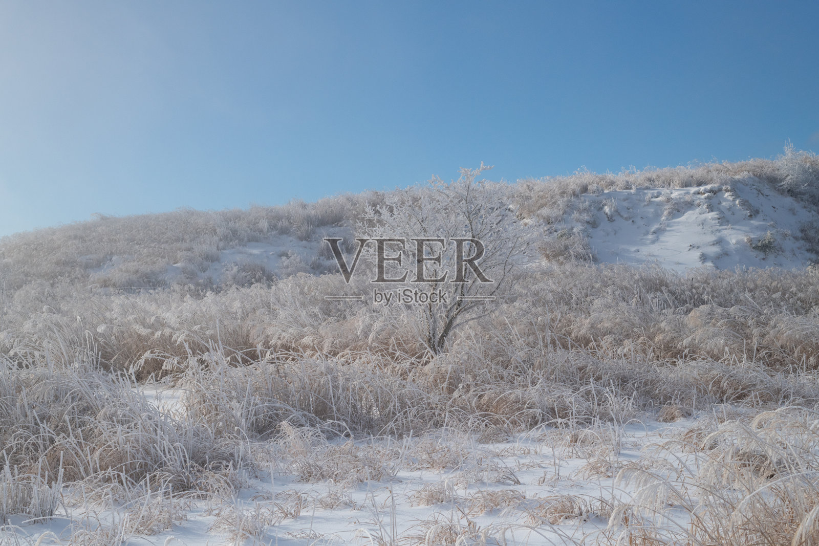 蓝天与美丽的霜冻森林照片摄影图片