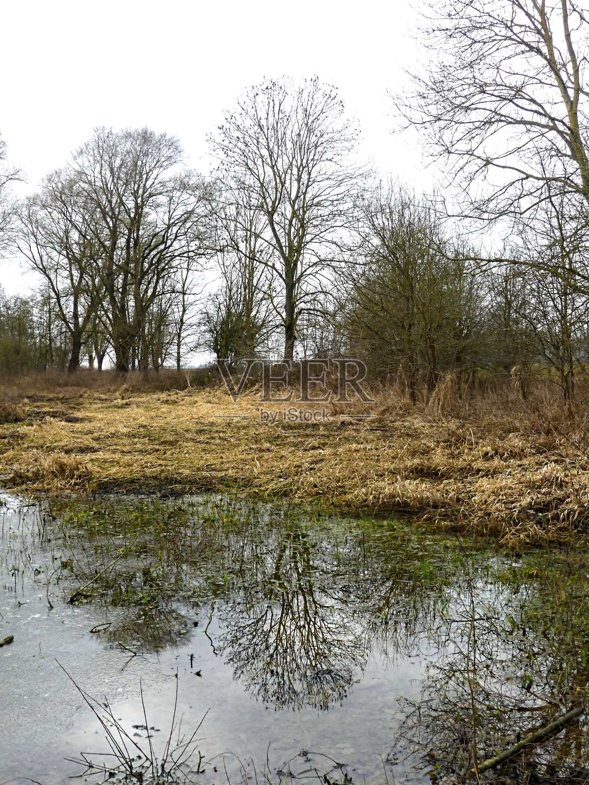 沼泽中的树木与水中的倒影照片摄影图片