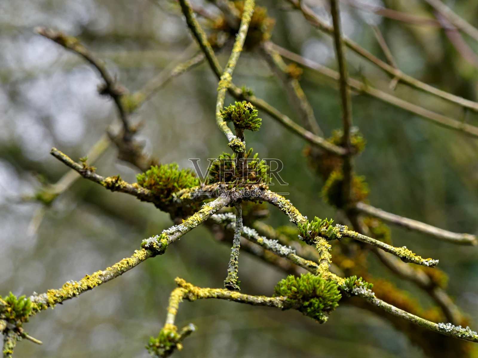 覆盖苔藓的树枝混合体照片摄影图片
