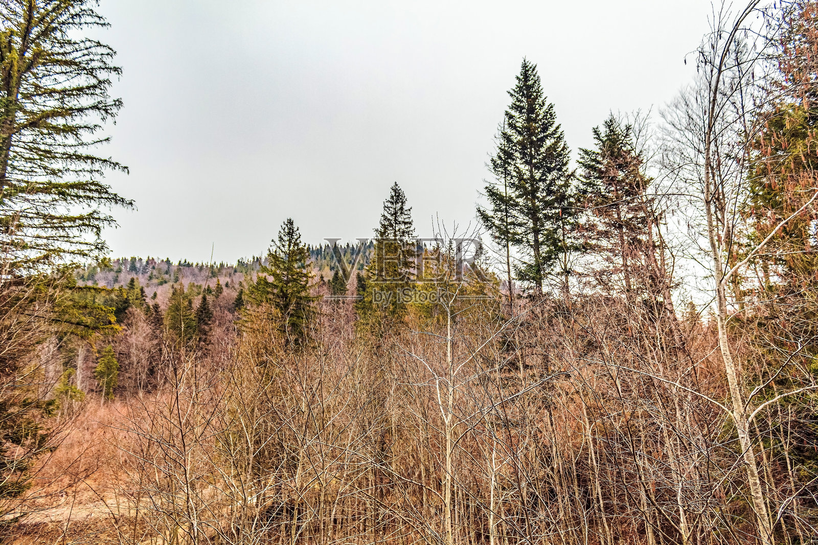 风景 - 森林 - 欧洲，罗马尼亚，苏恰瓦地区照片摄影图片