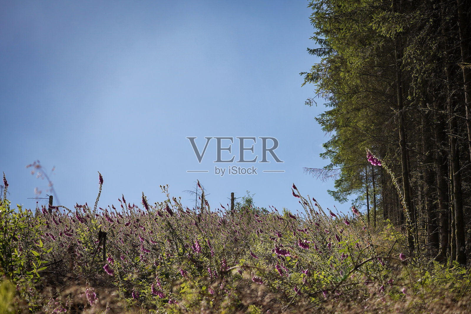 森林旁的花田照片摄影图片