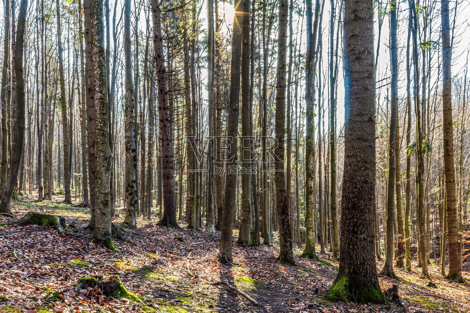 风景 - 森林 - 欧洲，罗马尼亚，苏恰瓦地区照片摄影图片