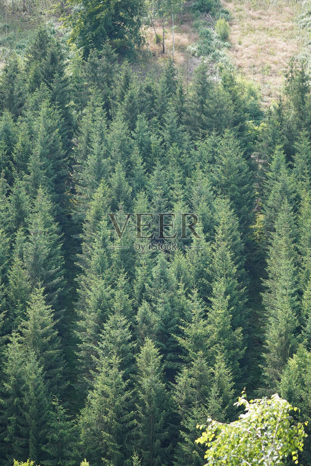 松树森林照片摄影图片