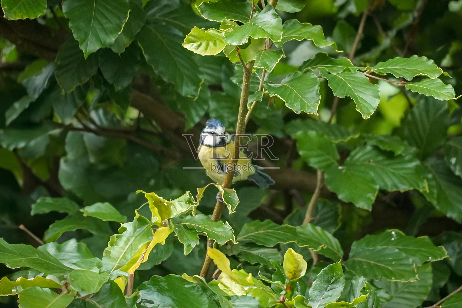 欧亚蓝山雀栖息在绿色树枝上照片摄影图片