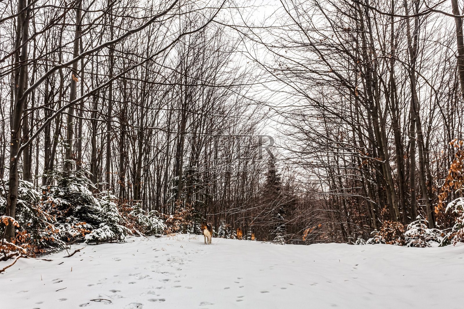 风景 - 森林 - 欧洲，罗马尼亚，苏恰瓦地区照片摄影图片