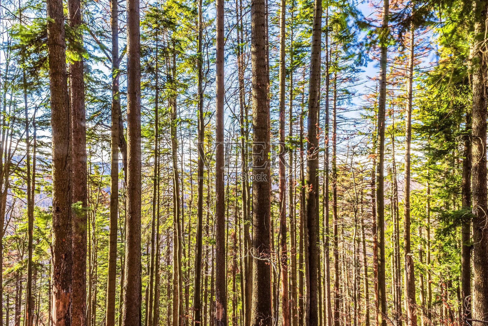风景 - 森林 - 欧洲，罗马尼亚，苏恰瓦地区照片摄影图片