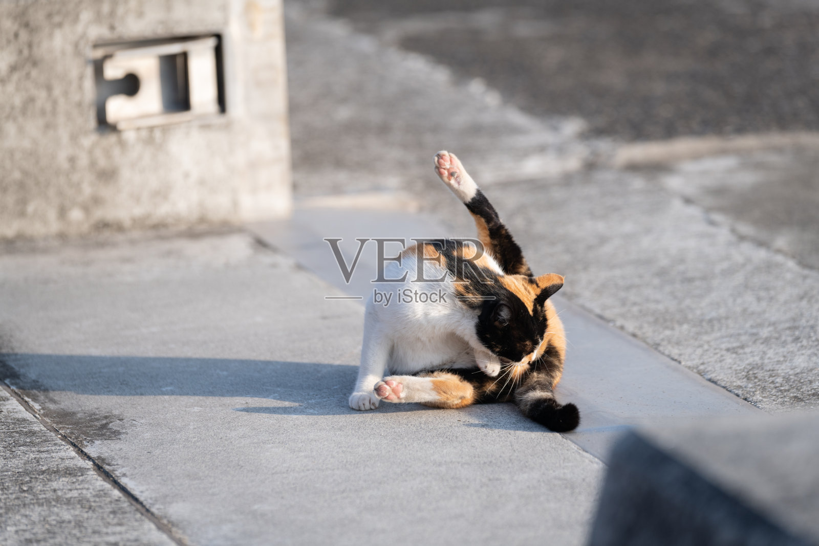 一只可爱的三花猫在自我梳理照片摄影图片