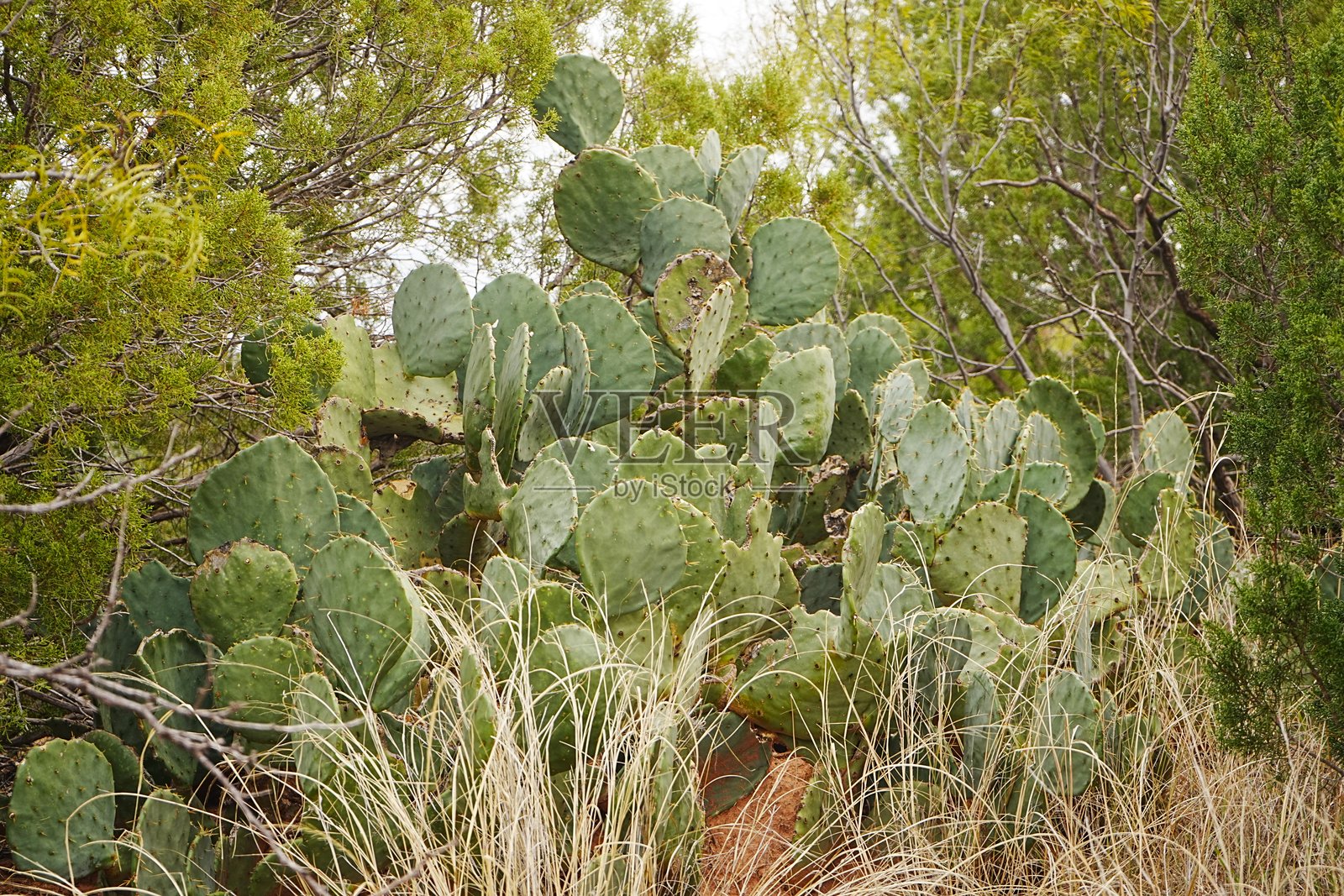 德克萨斯州卡普罗克峡谷州立公园照片摄影图片