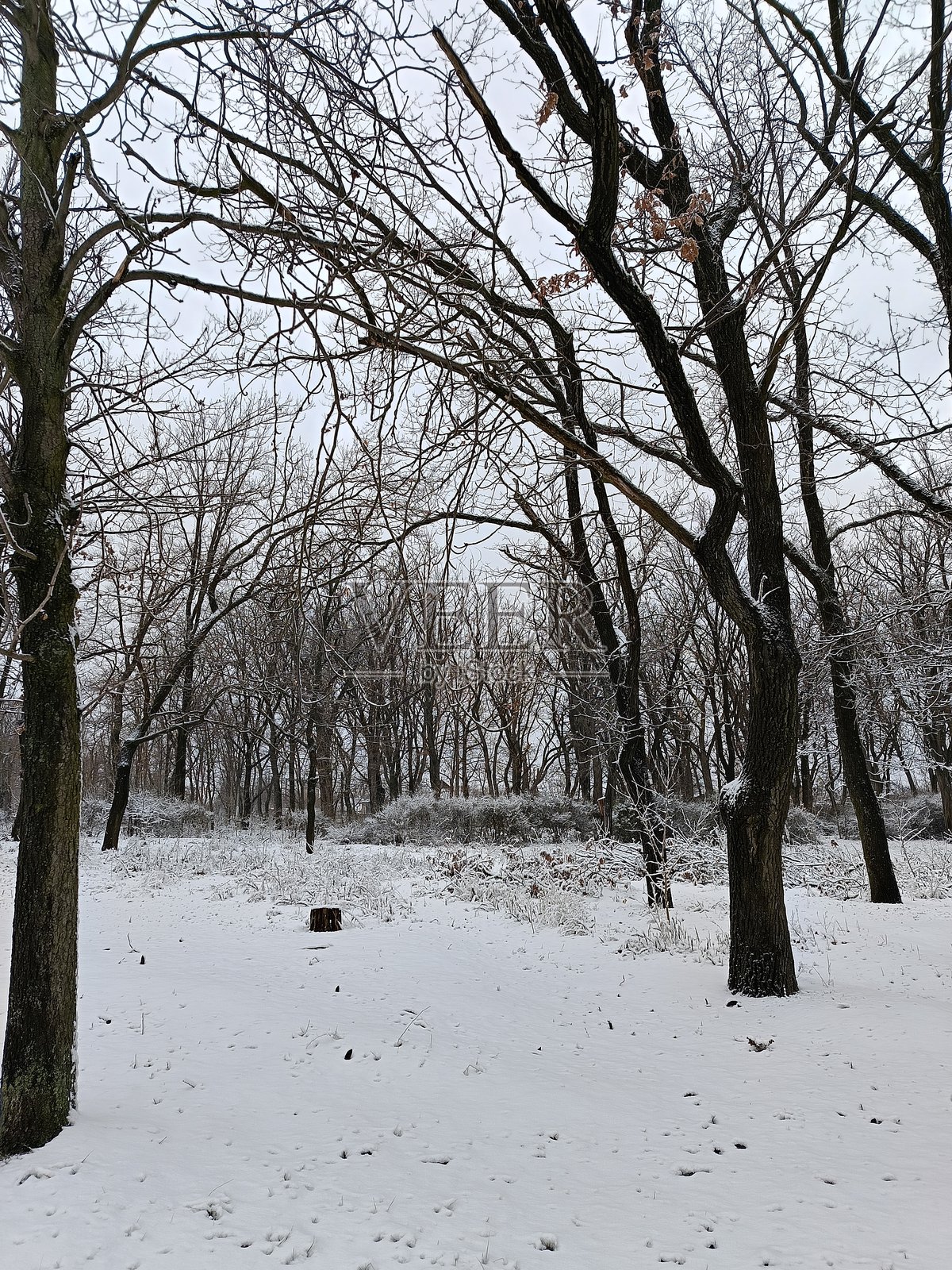 公园里的冬季风景照片摄影图片