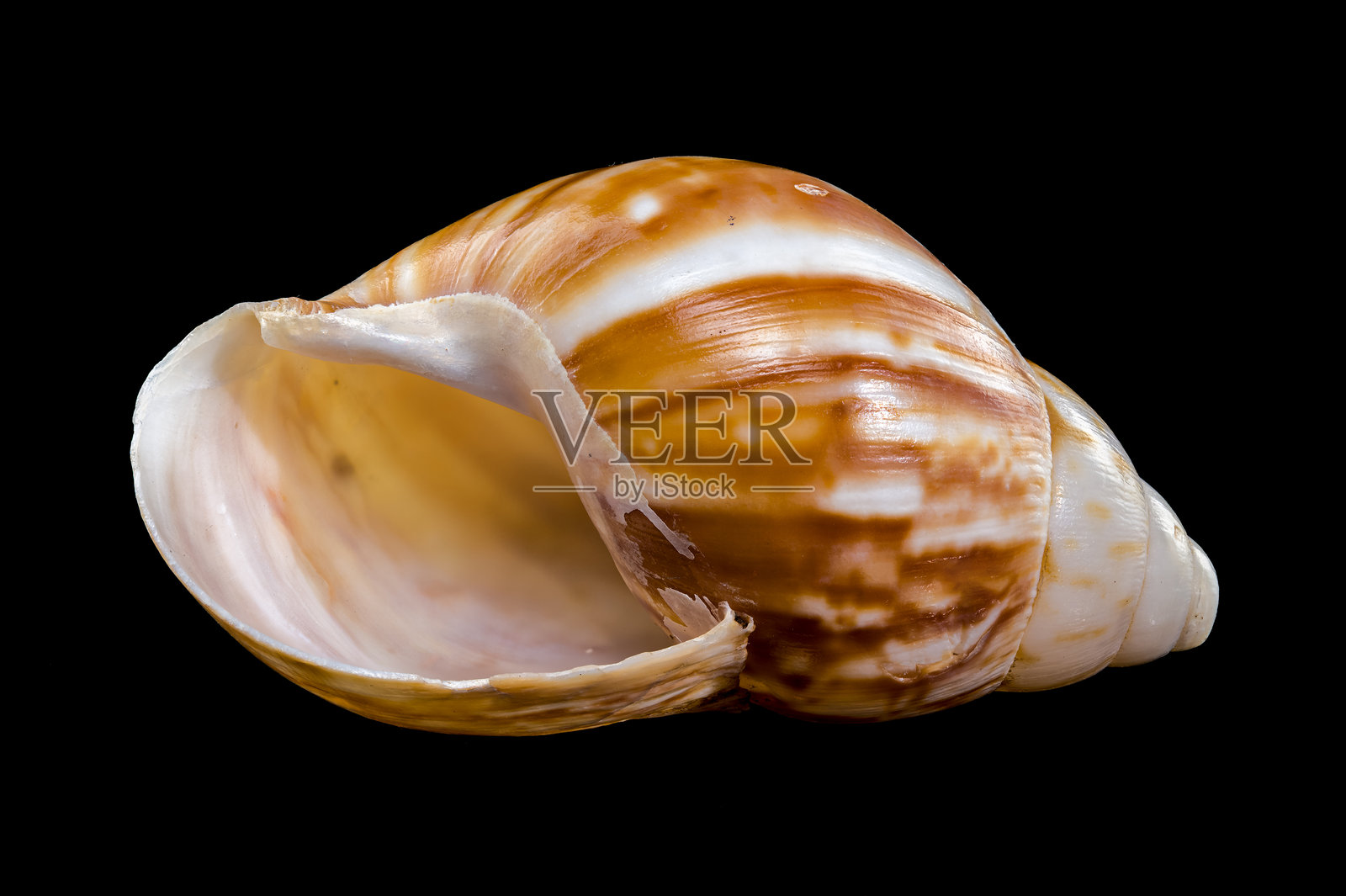 黑色背景上的巨型非洲蜗牛照片摄影图片