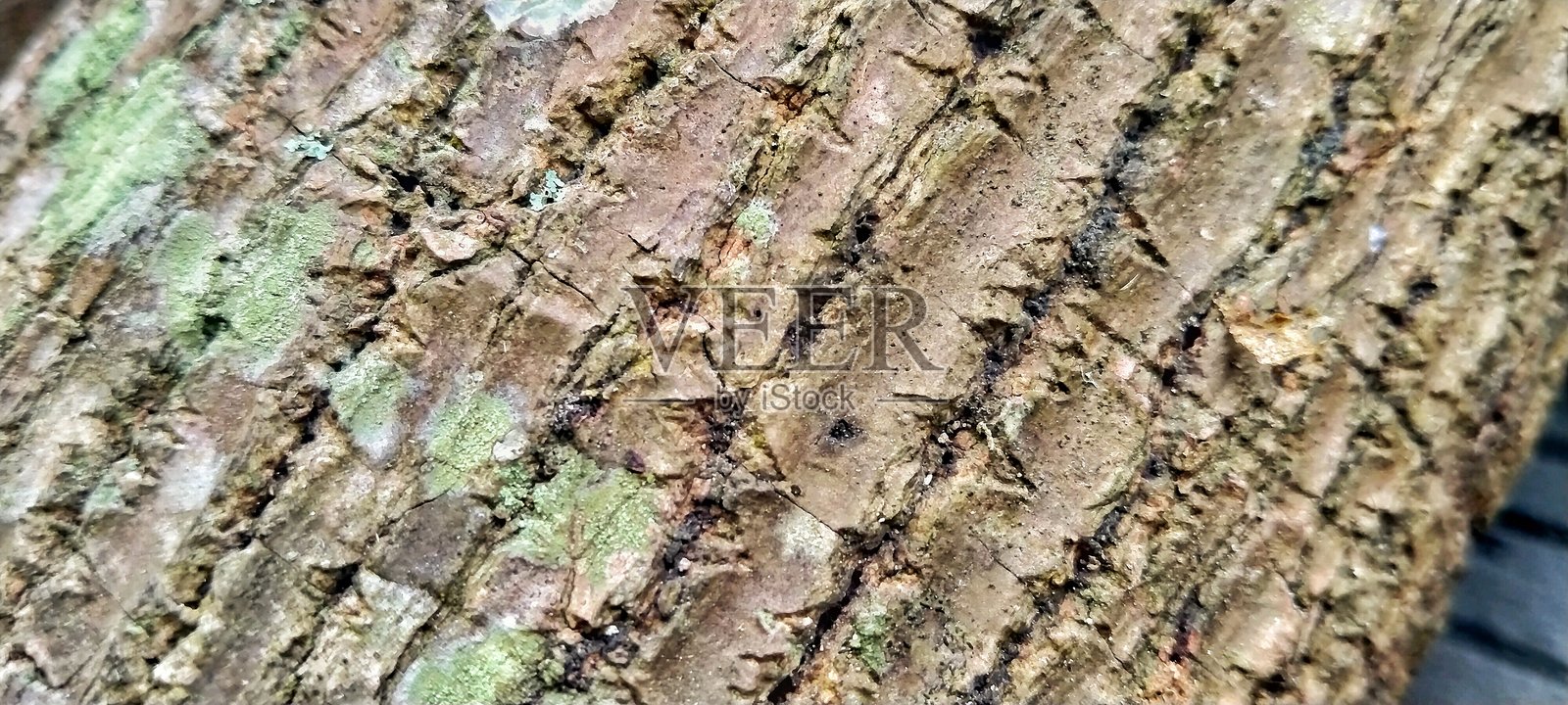 苔藓覆盖的树皮纹理照片摄影图片