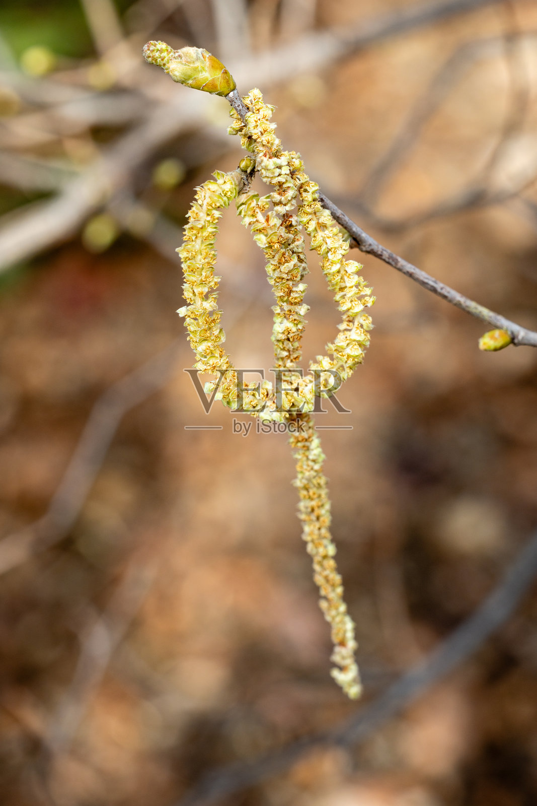 成熟的榛树雄花序（榛树，Corylus avellana）在春季释放花粉照片摄影图片