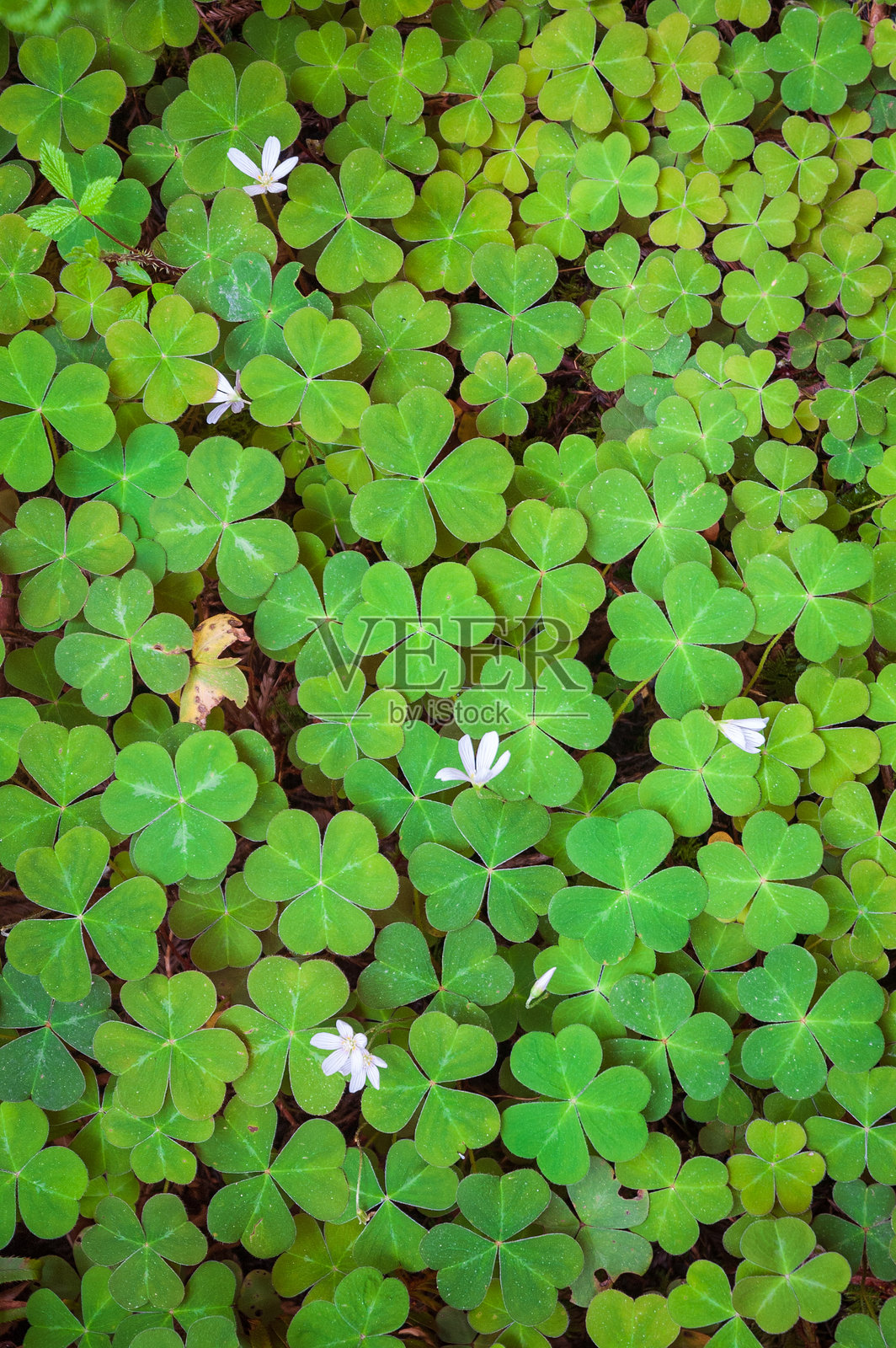 红木国家公园的三叶草田照片摄影图片