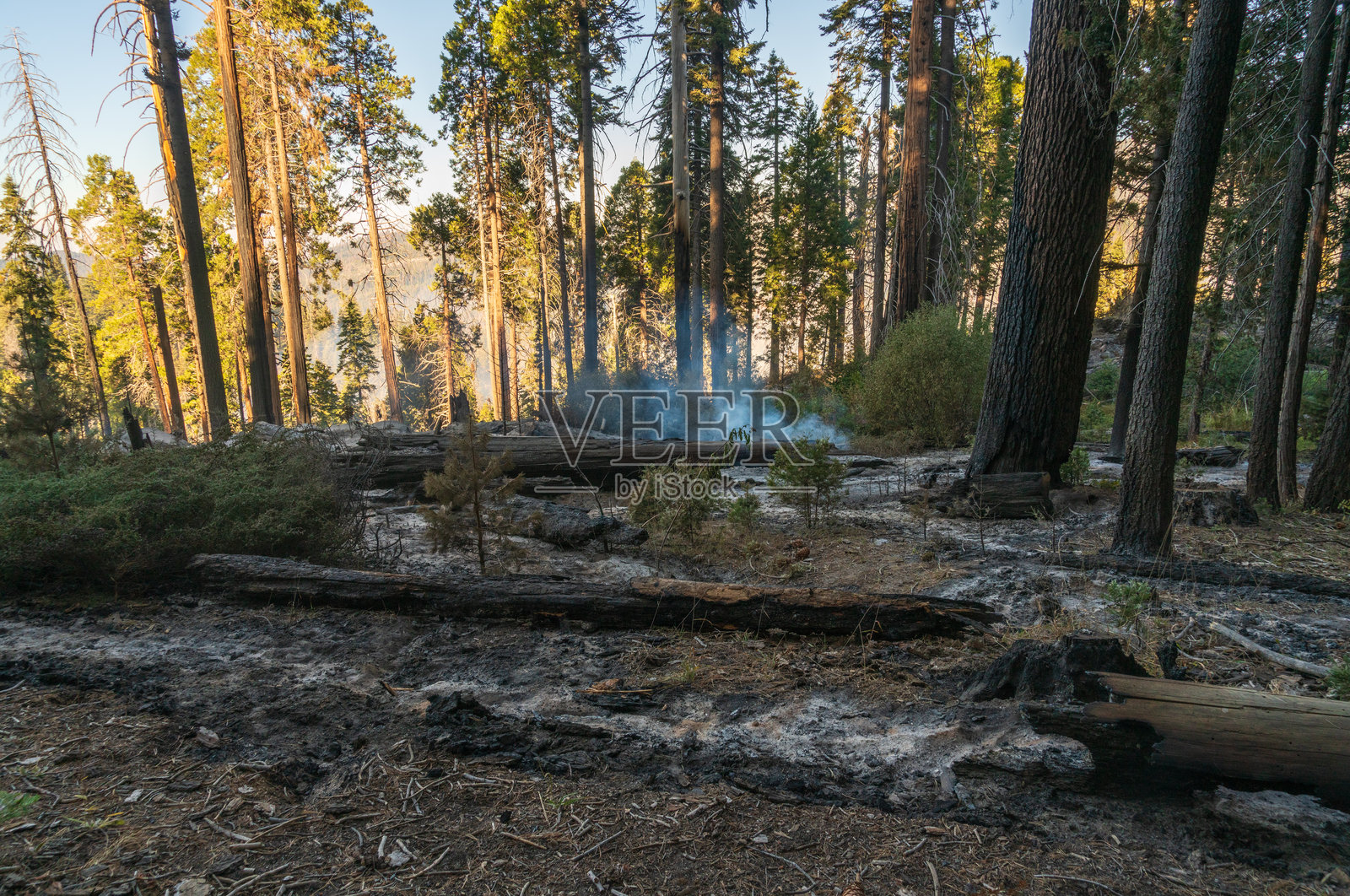 塞阔亚国家公园的野火照片摄影图片