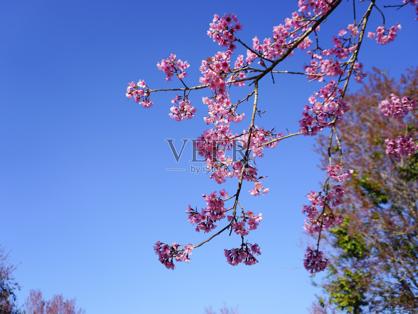 野生喜马拉雅樱桃，Prunus cerasoides，泰国樱花照片摄影图片
