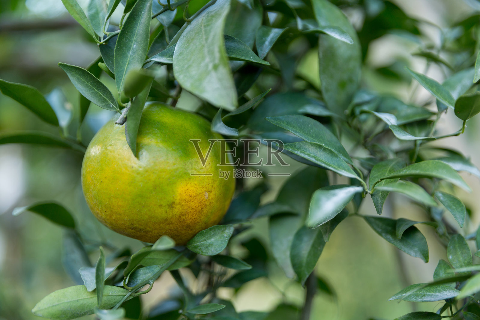 商业概念自然围绕着柑橘果园，橙树生长，鲜艳的水果和茂盛的叶子形成了令人惊叹的背景，绿色花园中繁茂的作物枝头挂满了成熟的果实。照片摄影图片