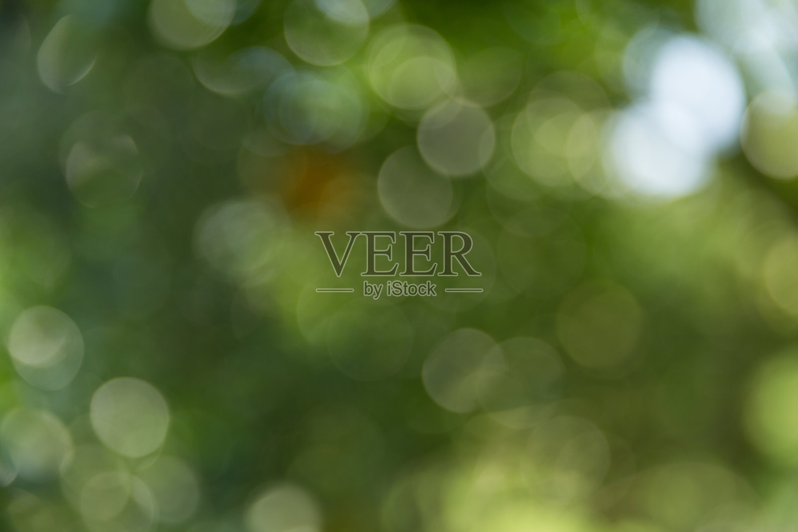 商业概念自然围绕着柑橘果园，橙树生长，鲜艳的水果和茂盛的叶子形成了惊艳的背景，绿色花园中繁茂的作物枝头挂满了成熟的果实。照片摄影图片