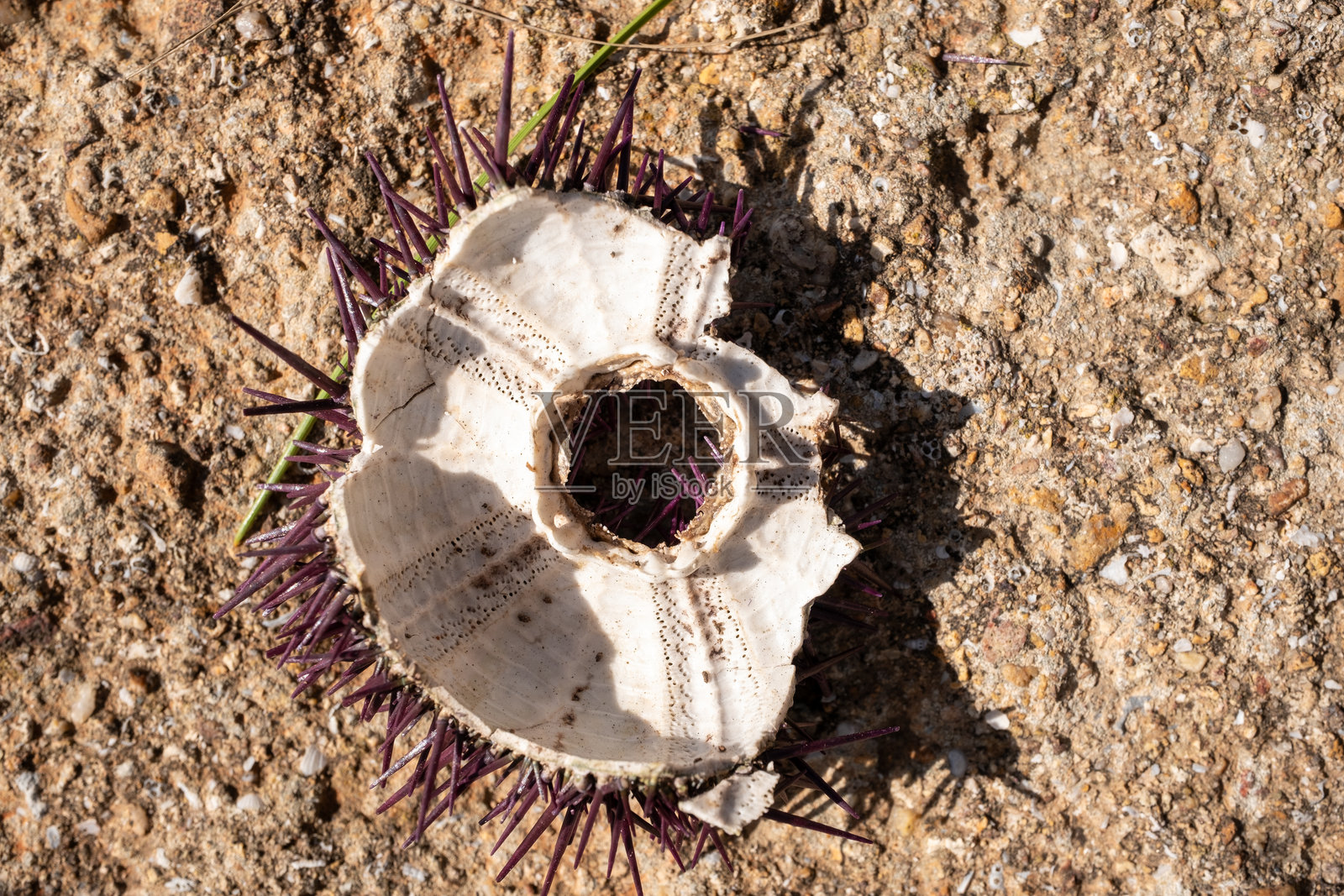 海胆从海里冒出来照片摄影图片