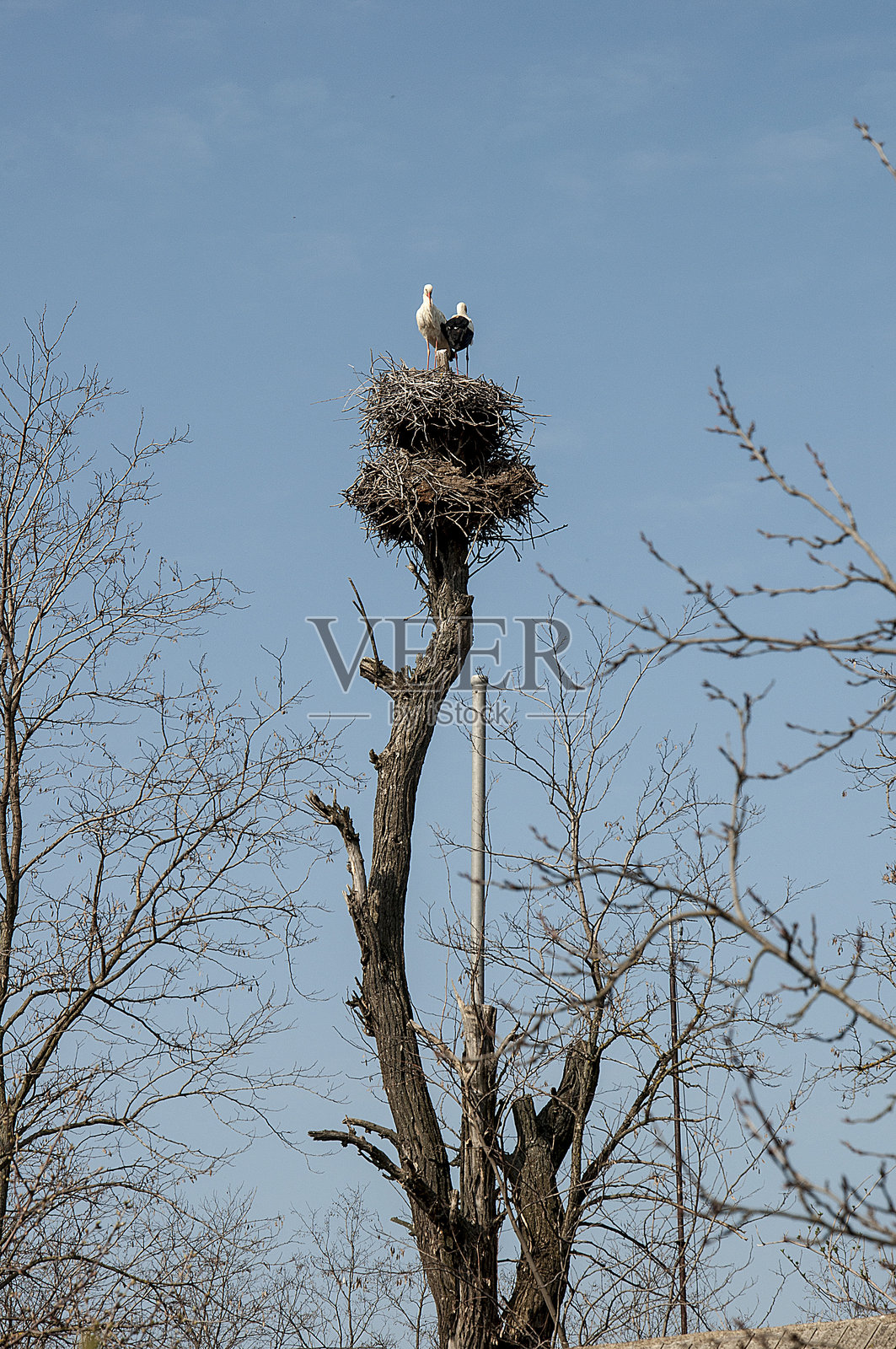 鹤的巢。照片摄影图片