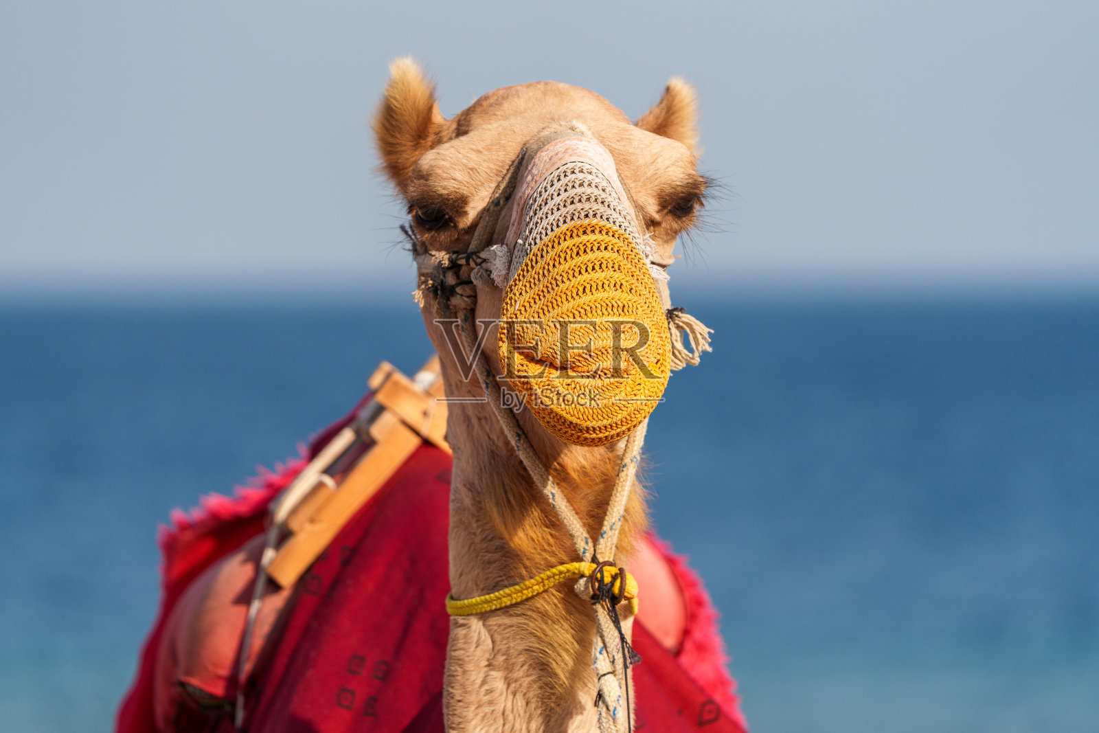 在卡塔尔内陆海滩上的一只驼鹿，背上有五彩斑斓的鞍子照片摄影图片