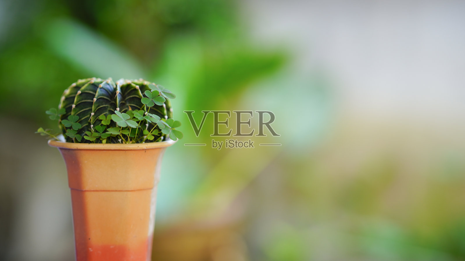 模糊自然背景下的花盆中的Gymnocalycium LB，带有散景效果。照片摄影图片