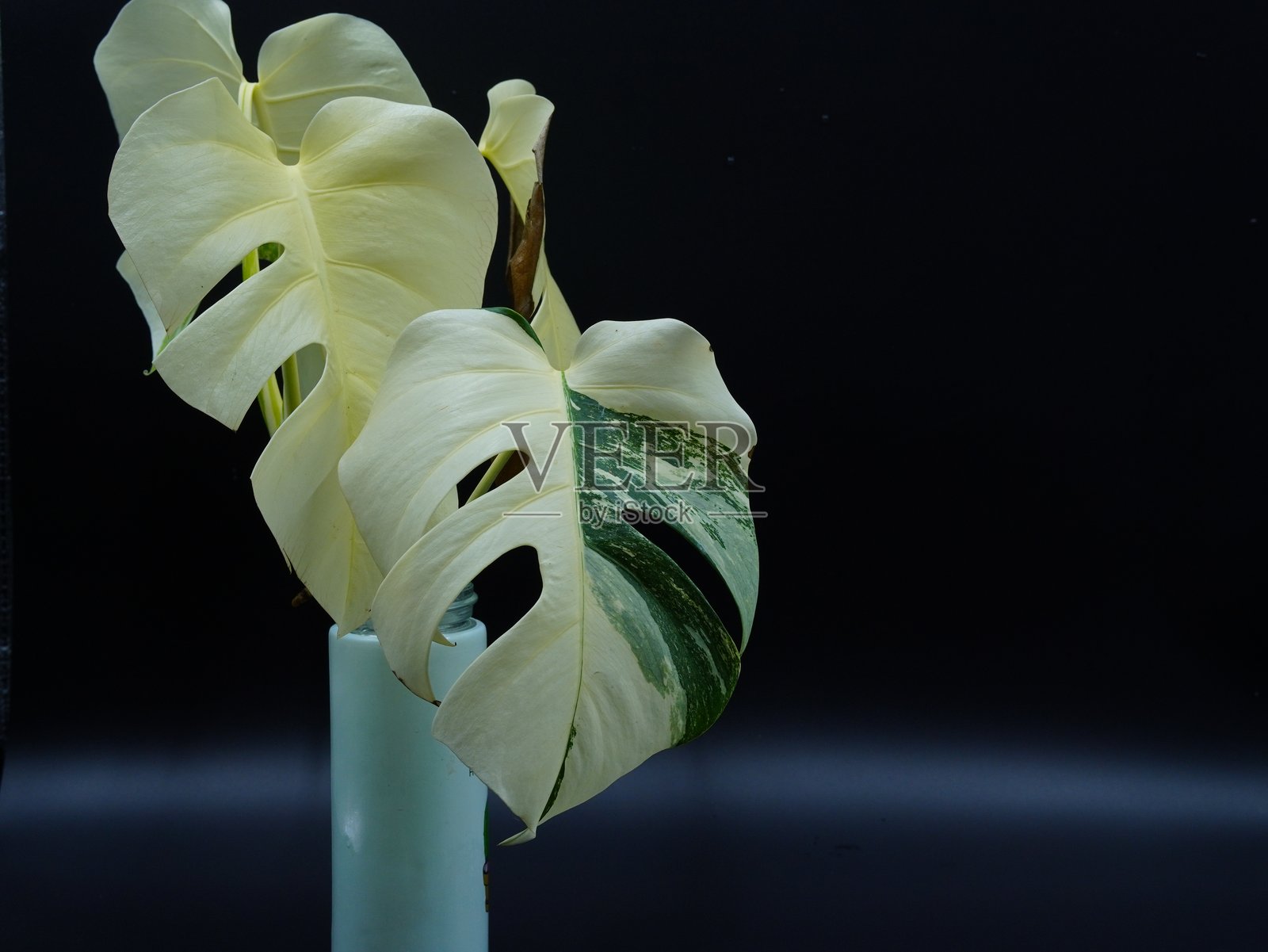 Monstera Borsigiana Albo的高度变异叶子的特写照片摄影图片