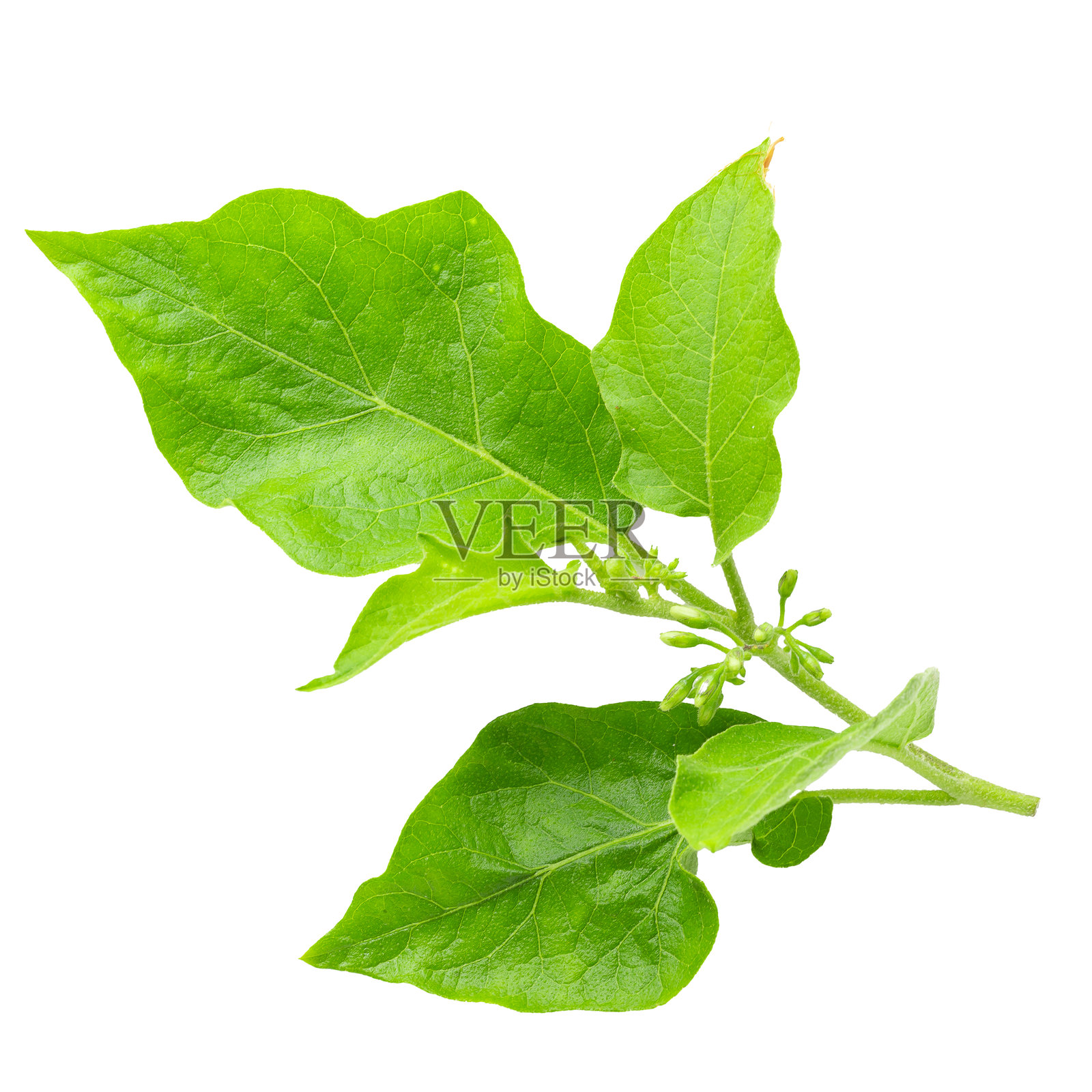 豌豆茄子或火鸡莓，背景为白色照片摄影图片