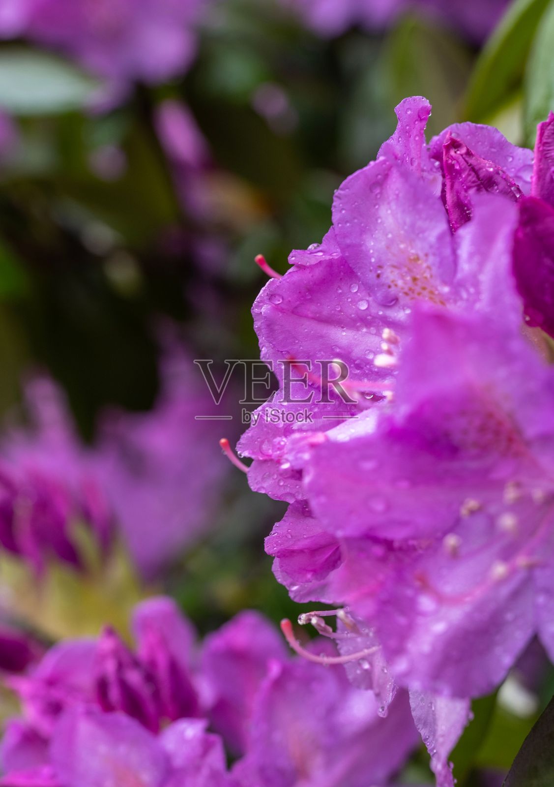鲜艳的紫色花朵上沾满水珠照片摄影图片